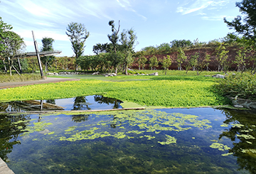 新川湿地水生态修复项目