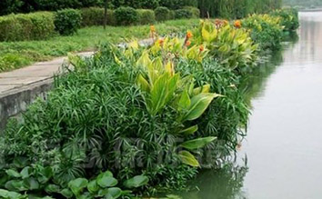 水生植物对污染水体修复的研究进展